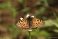 Melitaea cinxia (İparhan)